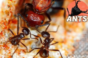 开云app下载 -bv1zh411b7u6埃及猫